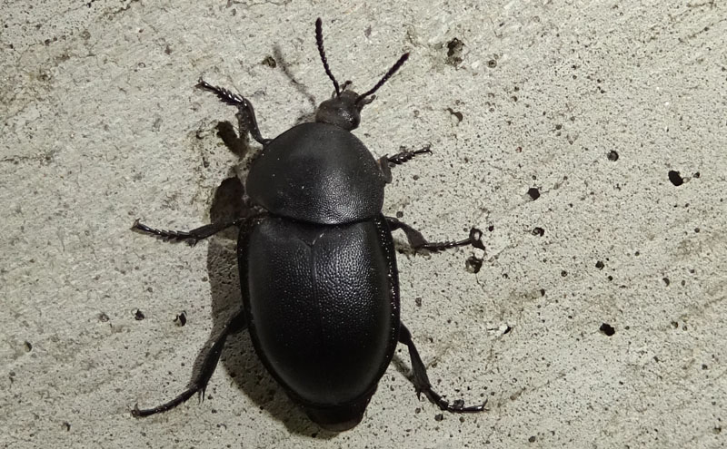 Ablattaria laevigata - Silphidae